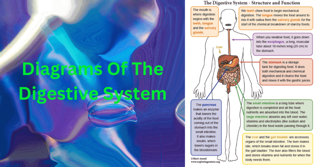Pictures of the Digestive System of Human