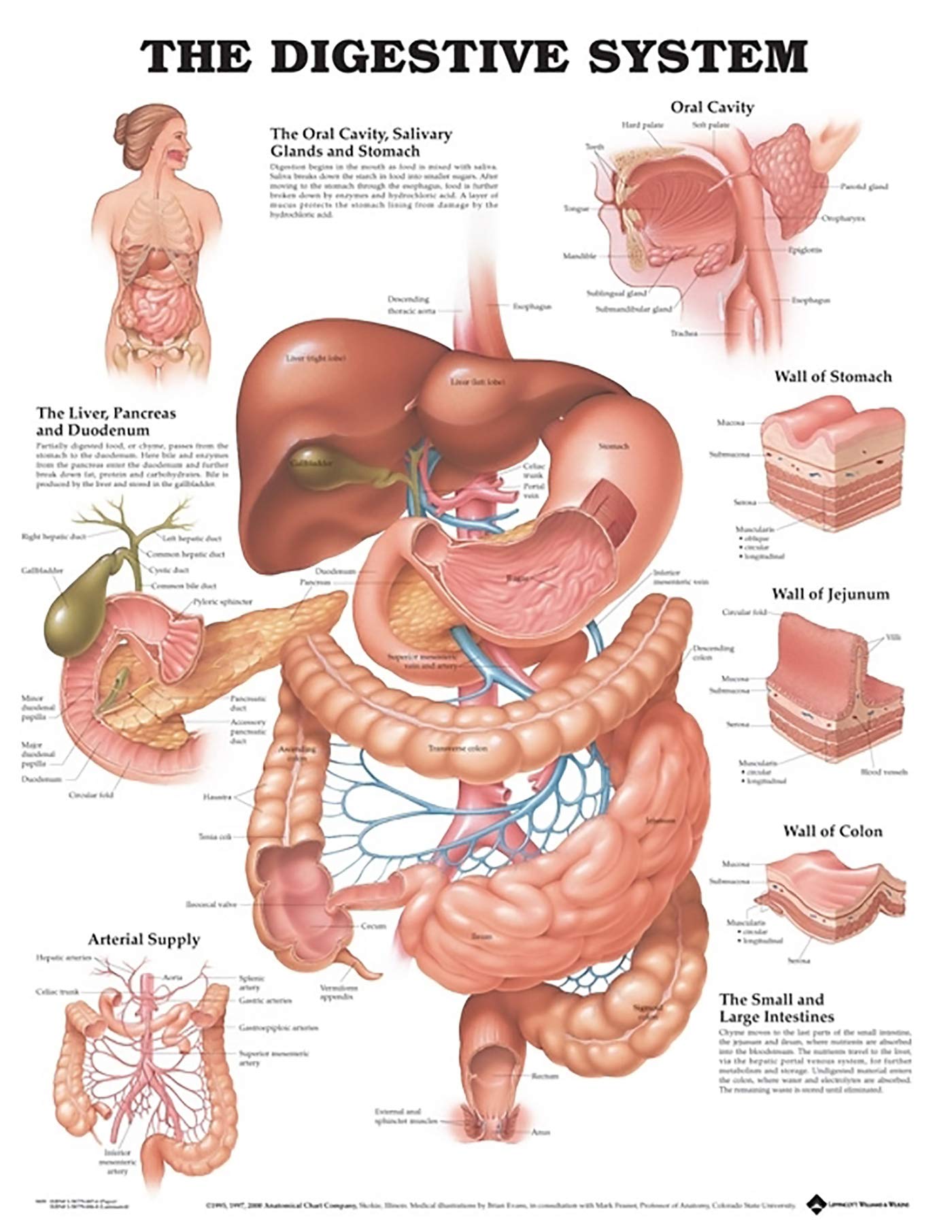 Pictures of the Digestive System of Human: Anatomical Images & Diagrams