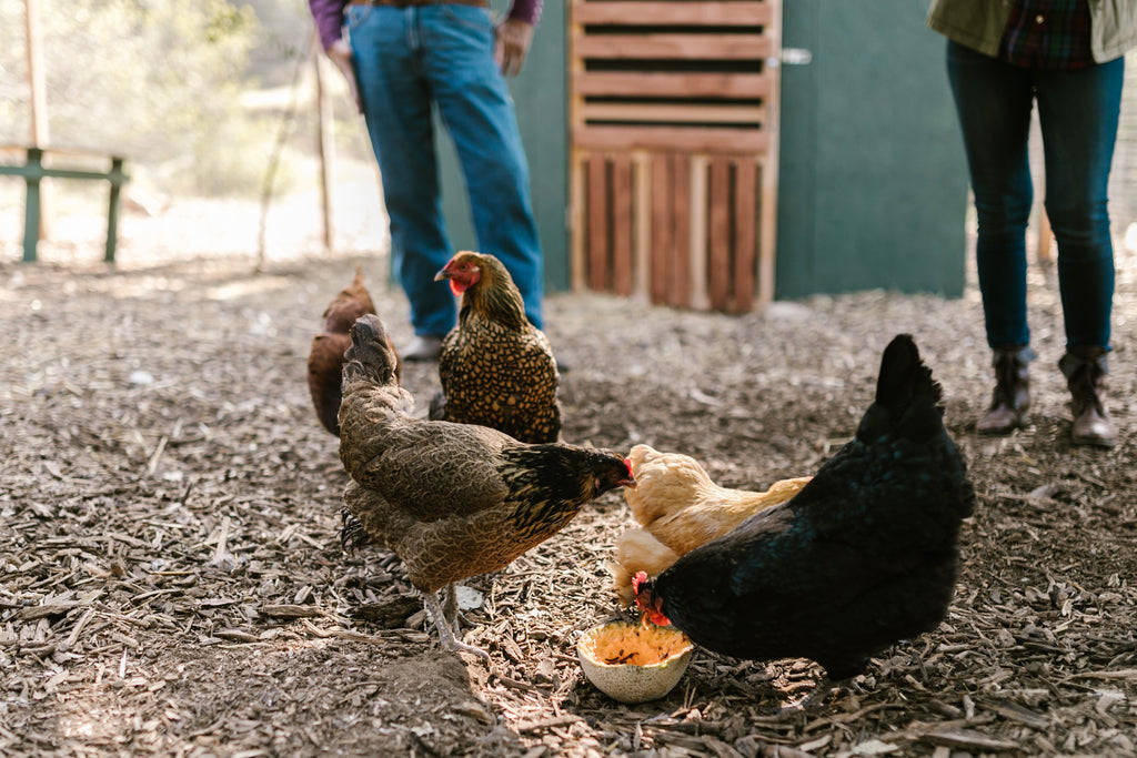 How Long Does It Take to Digest Chicken: The Complete Guide