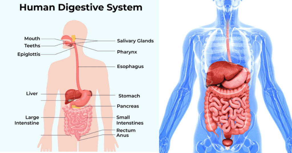 Pictures of the Digestive System of Human