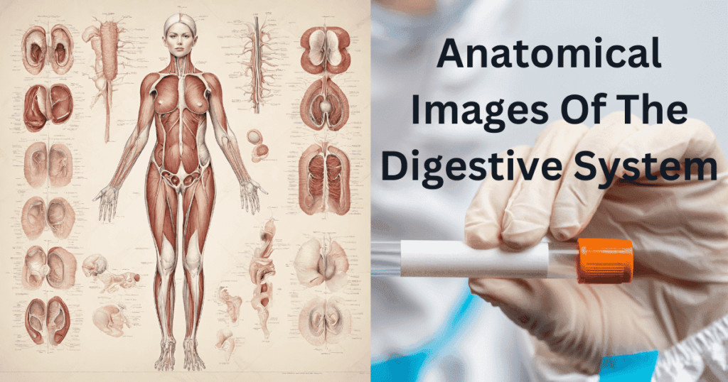 Pictures of the Digestive System of Human